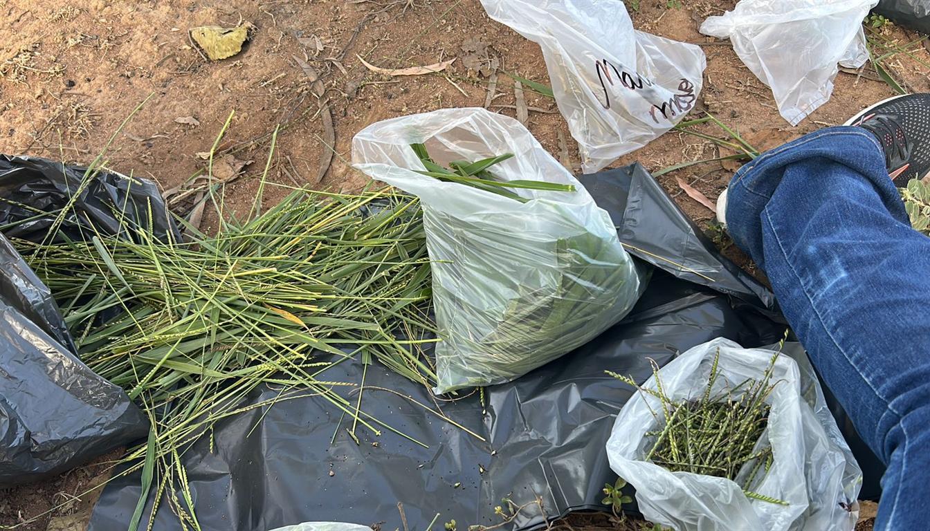Amostras de forragem recém-cortadas, ensacadas e identificadas sobre lona, no campo